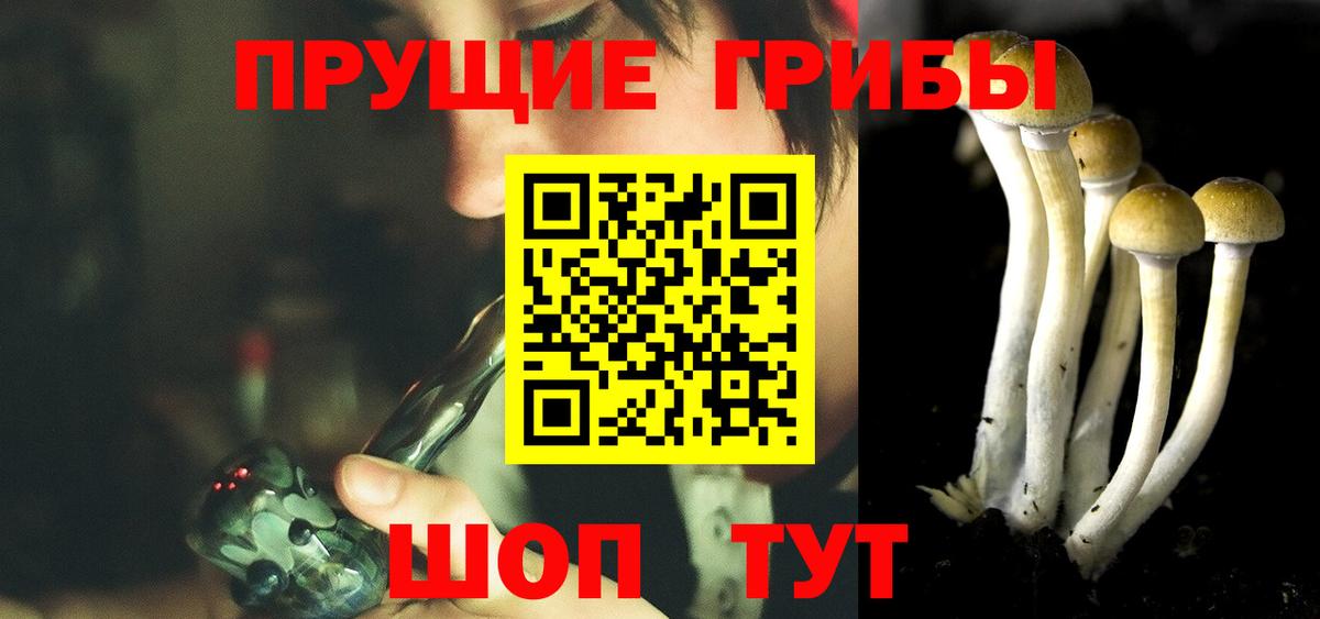Псилоцибиновые грибы Psilocybine cubensis Ачхой-Мартан